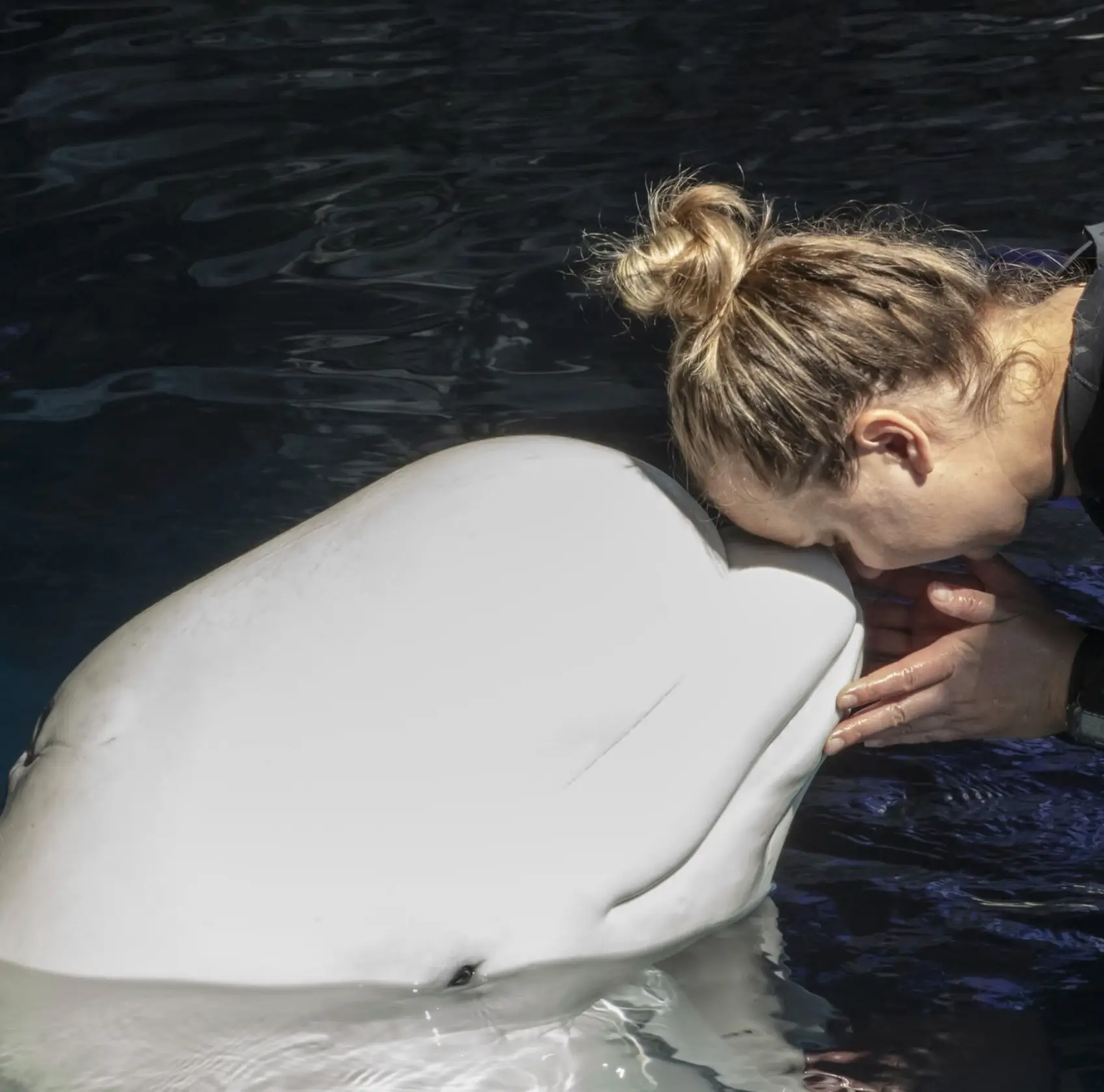 Beethoven had lived at the aquarium for over three decades (Shedd/Instagram)