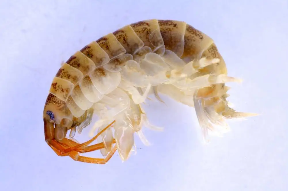 This is what a killer shrimp looks like, if you were wondering (Norfolk Non-Native Species Initiative)
