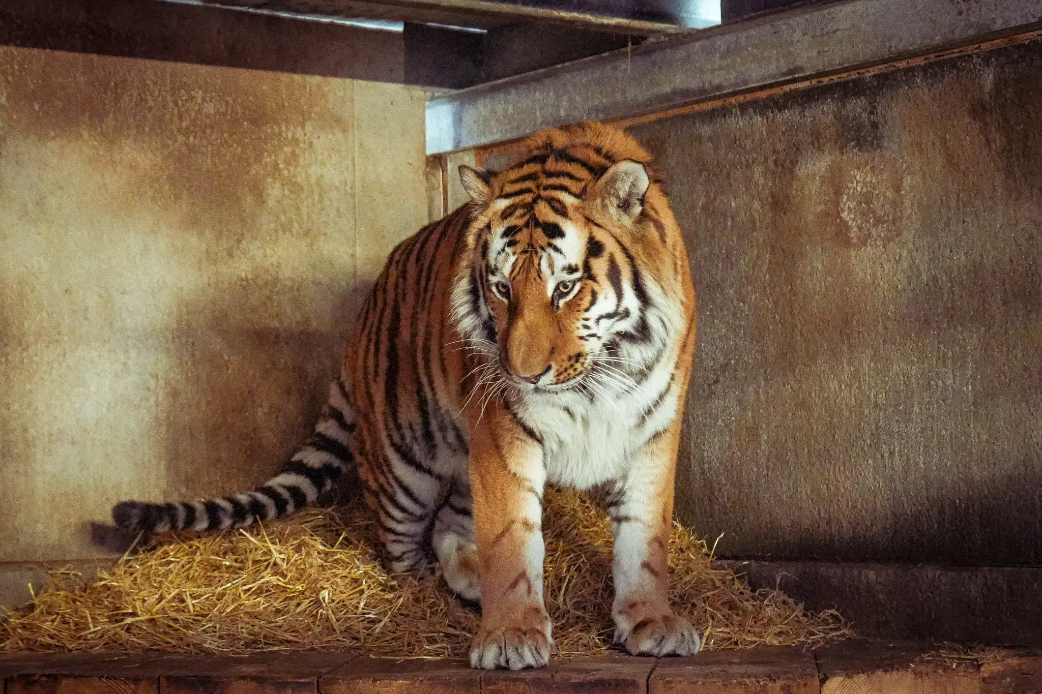 Will Travers, co-founder of Born Free, said zoos should be 'keeping dangerous wild animals in and keeping people out' (SWNS)