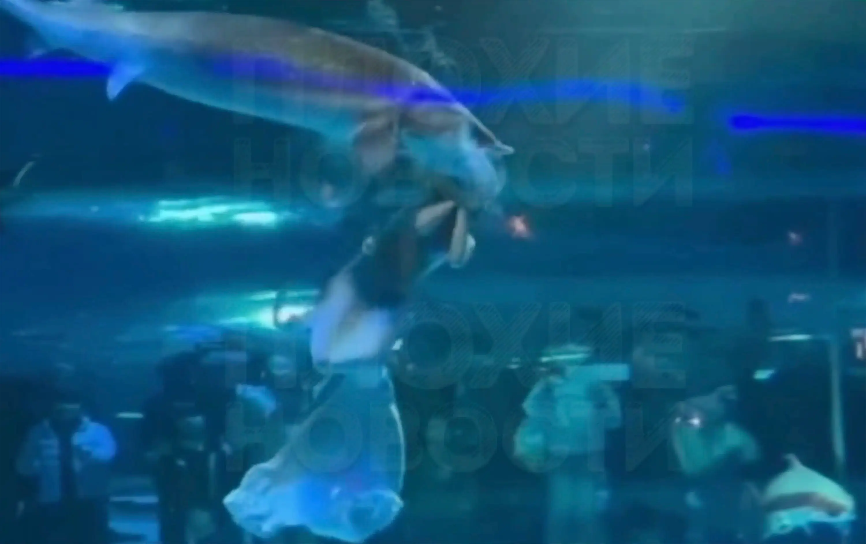 The horrifying moment was caught on camera (East2West News)