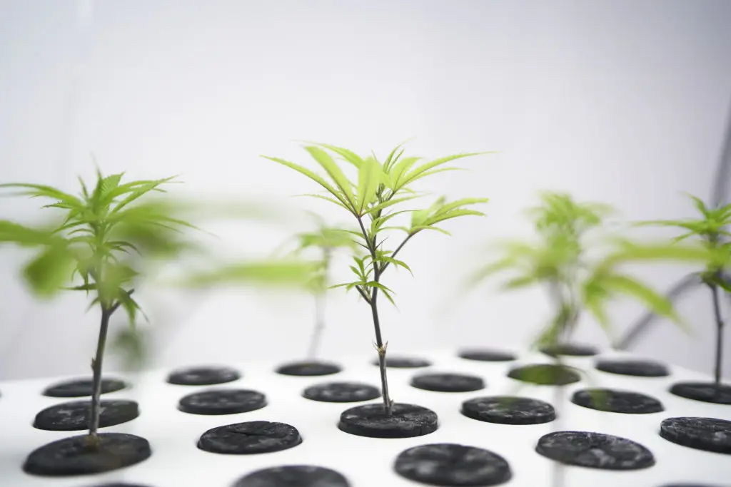 A new study warns that people's idea of what medical marijuana can do isn't quite the reality (Ana Ferreira/Bloomberg via Getty Images)