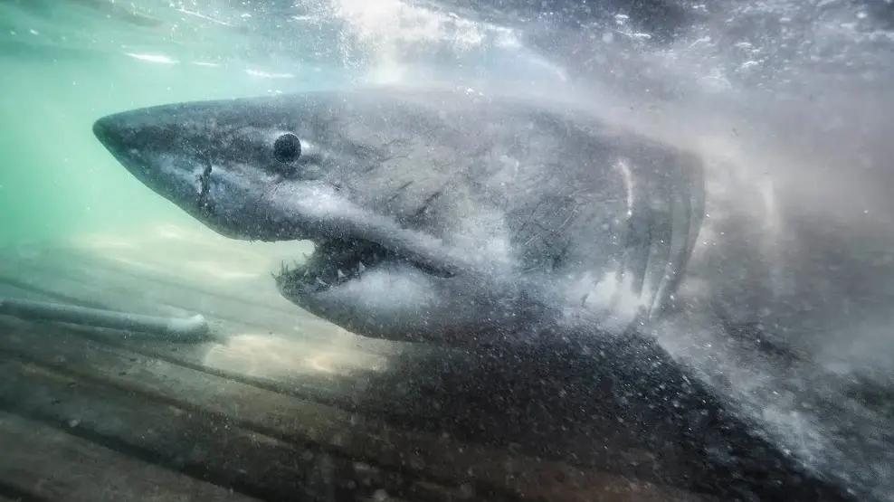 OCEARCH/YouTube