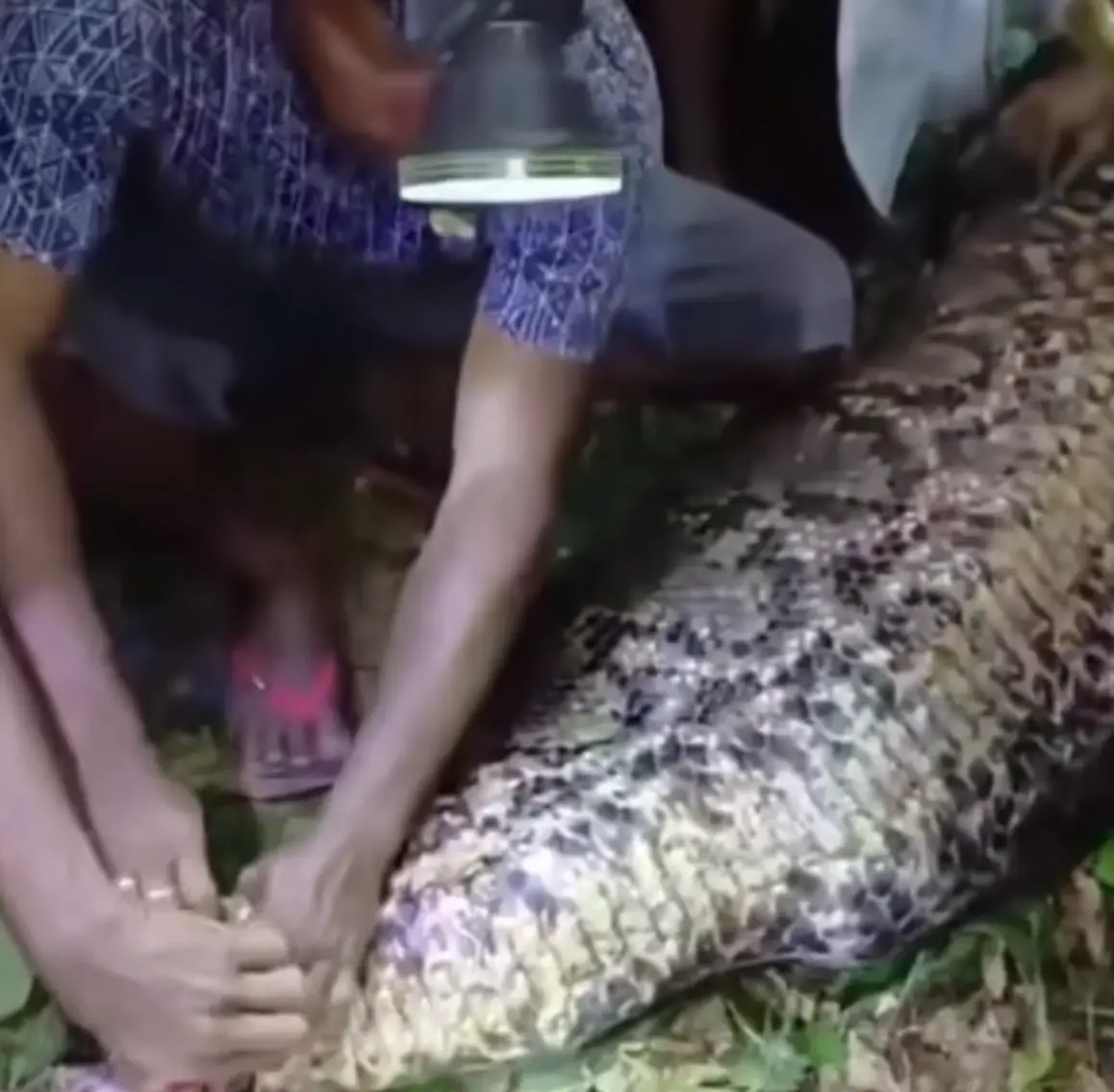 His family went to find him after realising he hadn't made it home, and found a large snake with his body in its belly (Viral Press)