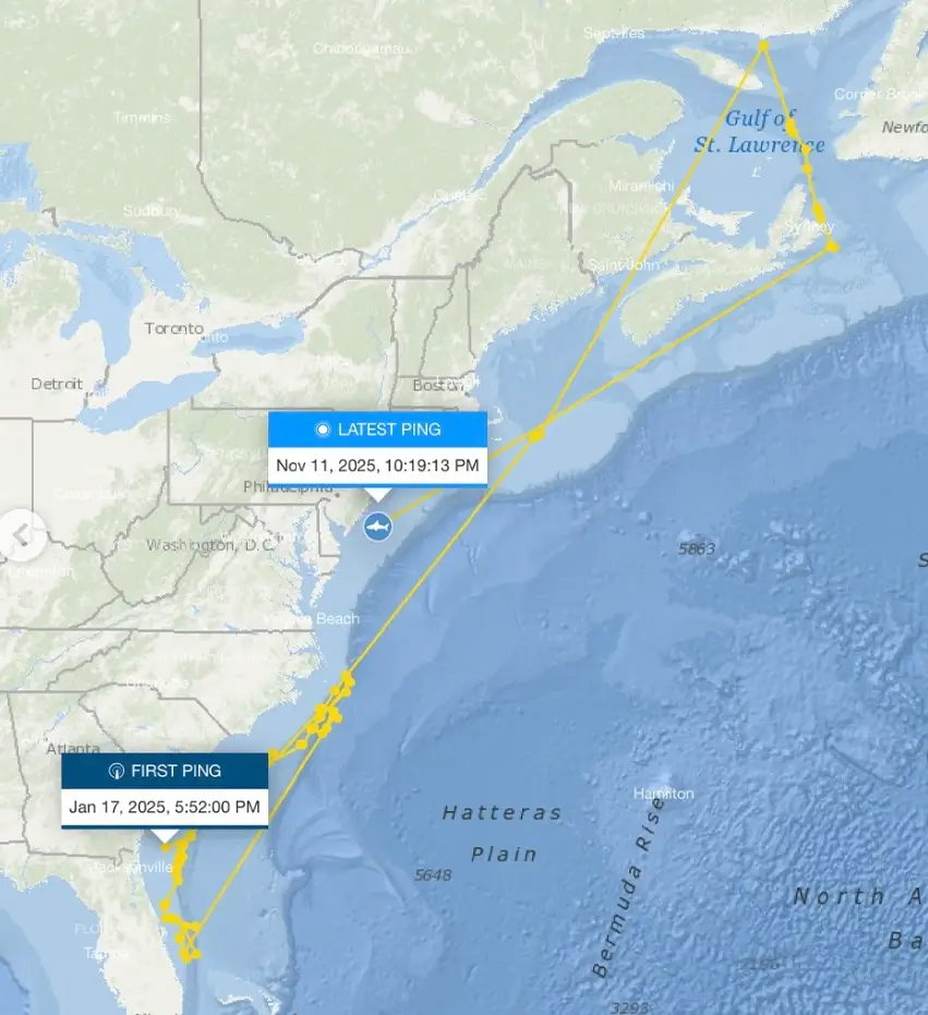 His latest ping is another clue which could help researchers piece together a longstanding marine mystery (Instagram/@ocearch)