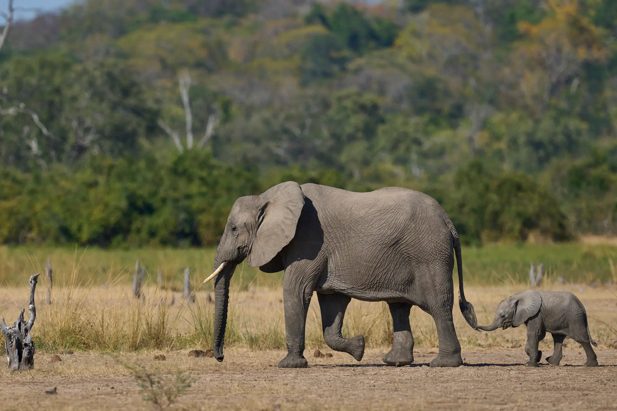 The elephant was said to be with its calf (Getty Stock)