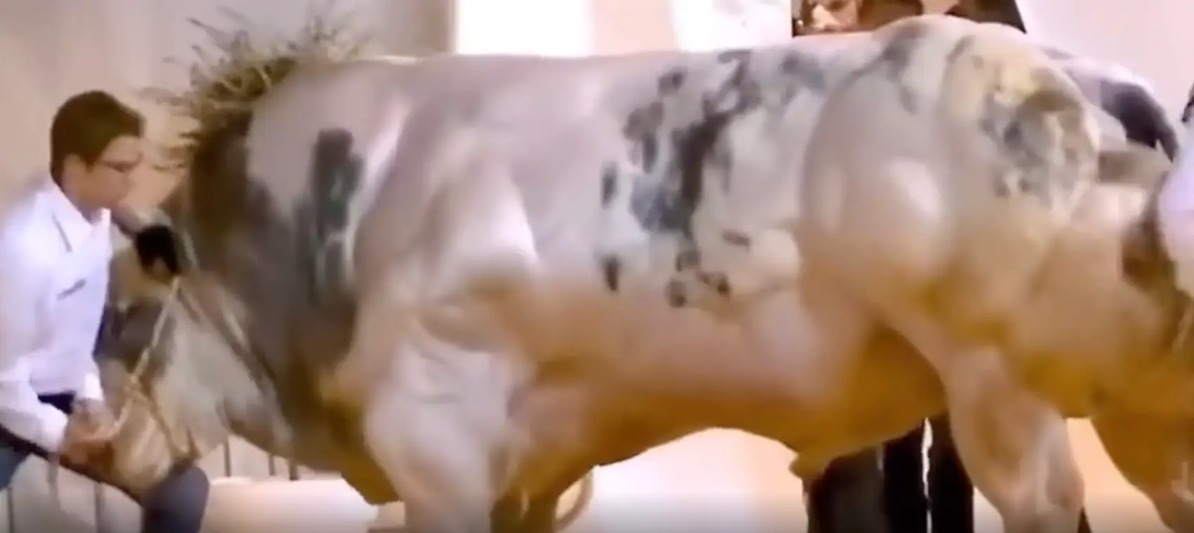 'Hey Tim, mind shifting that massive bull for us?'