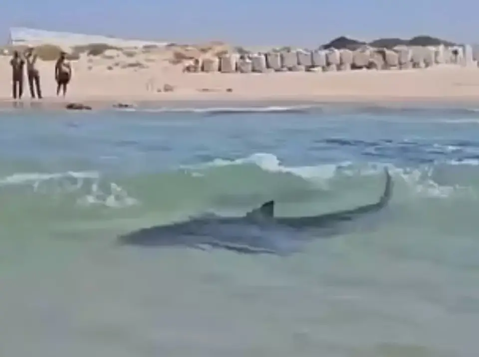 The could be seen circling swimmers in the moments before the horrifying attack (X)