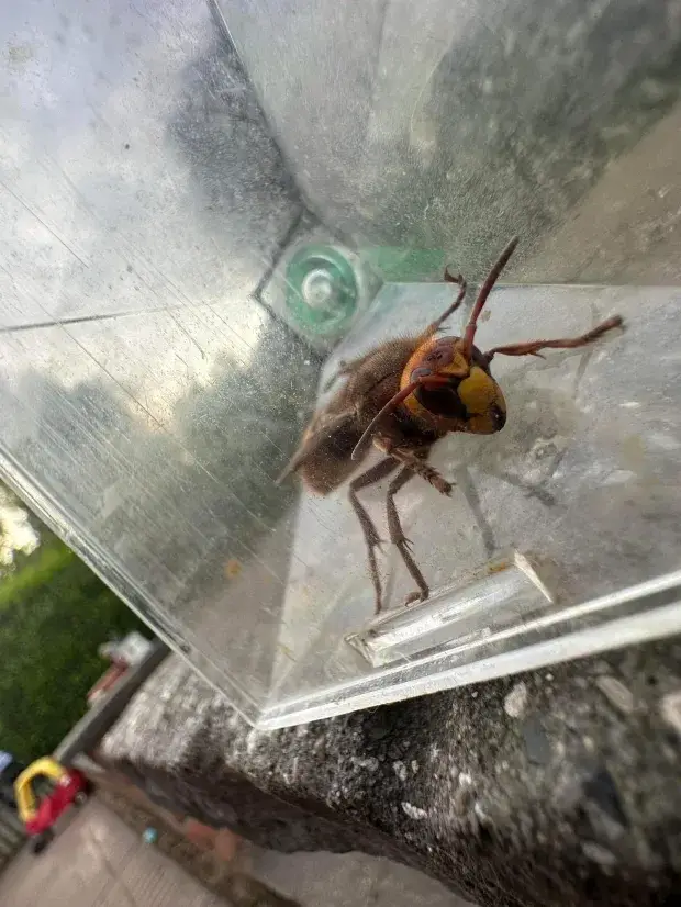 The highly venomous insects are be bigger than wasps and hail from east Asia, according to the Royal Society for the Protection of Birds (RSPB).