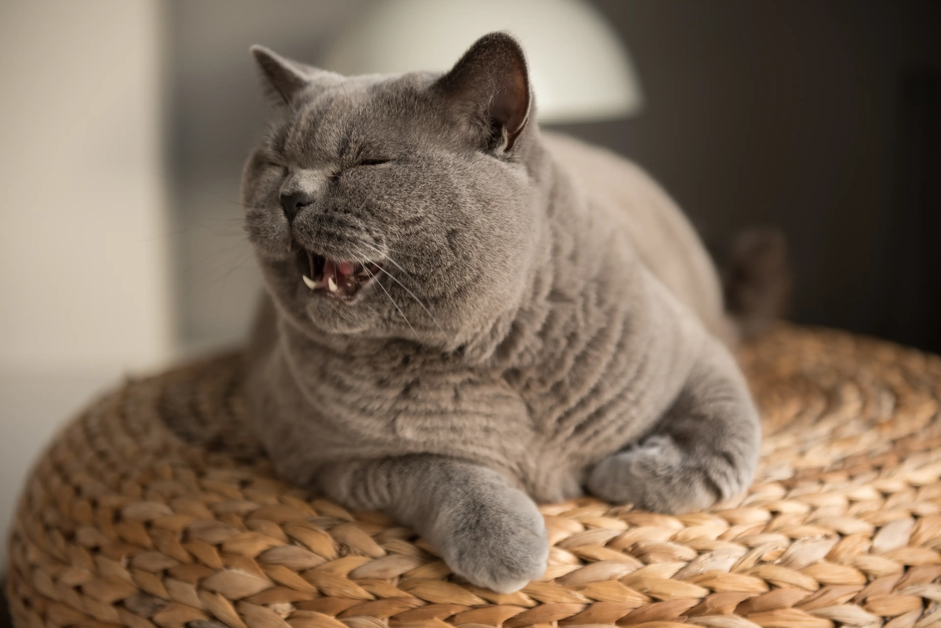 Ever wondered what your cat is trying to tell you? (Getty Stock Images)