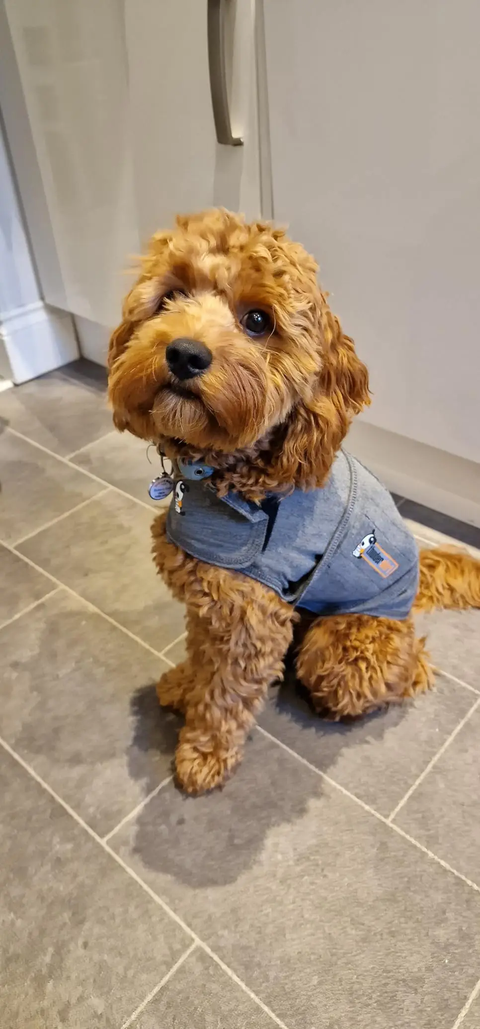 The anti-anxiety jacket is selling fast (Amazon reviews)