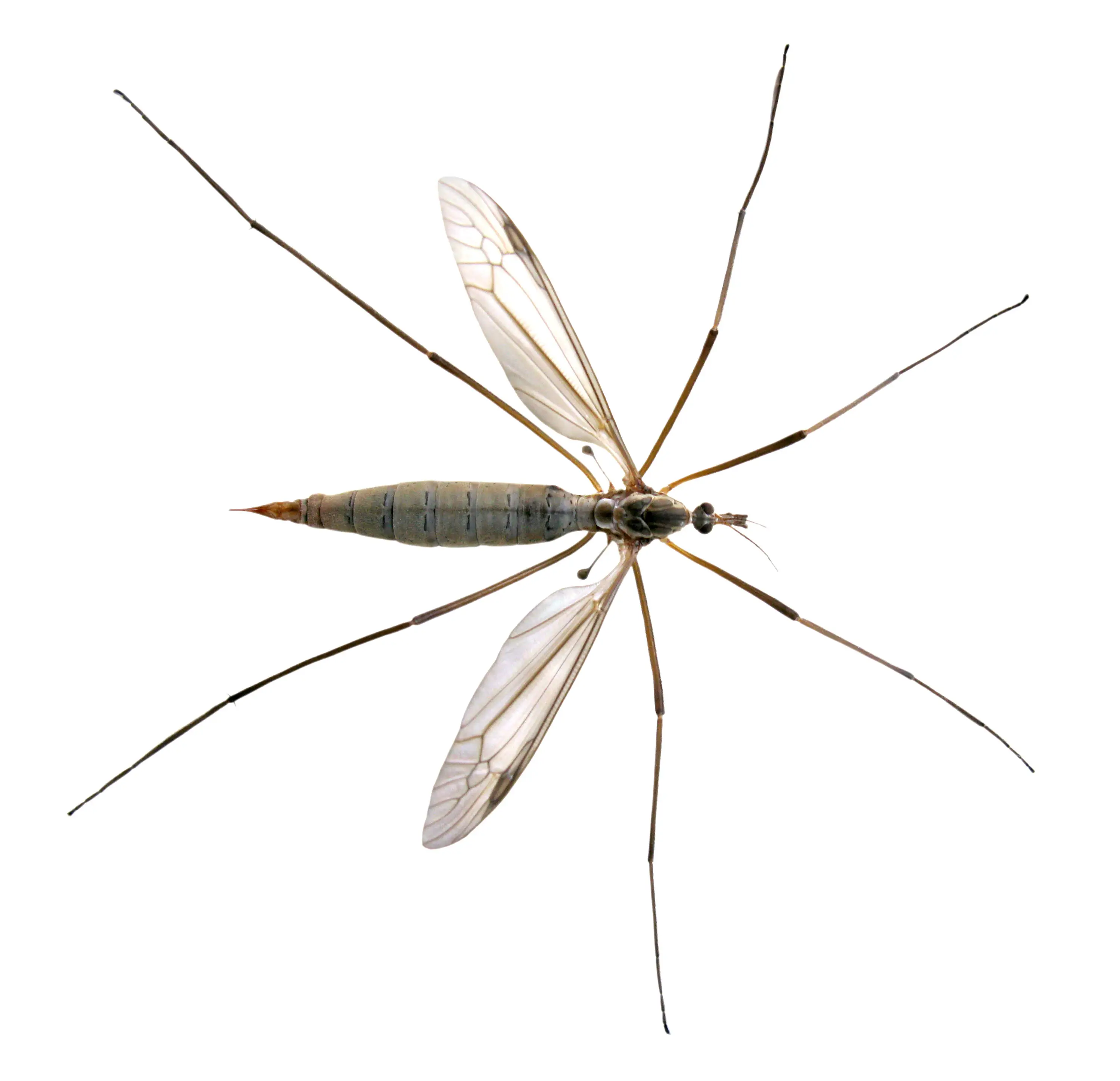 The crane fly is one of the bugs we refer to as a daddy long legs.