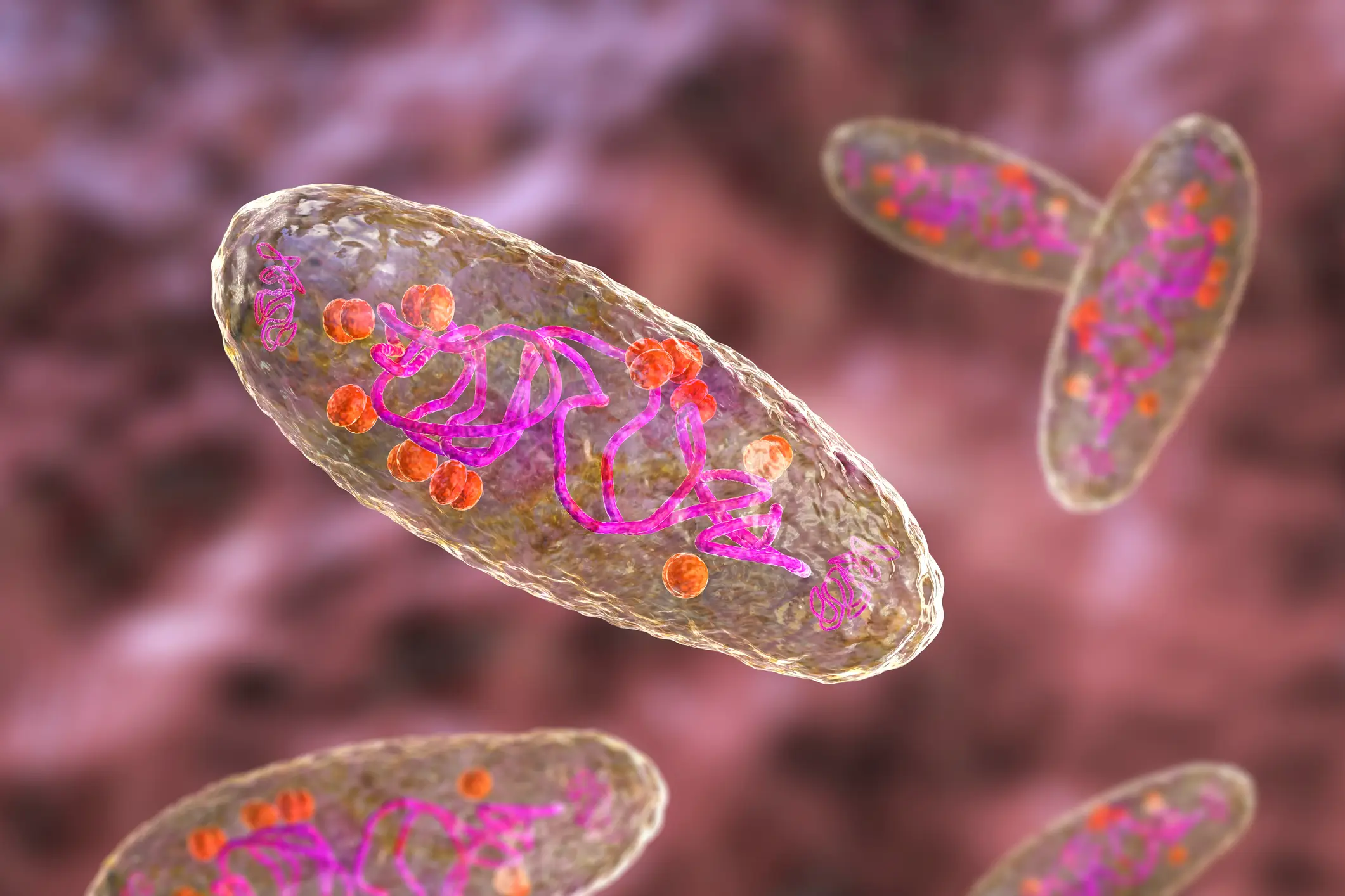  Plague bacteria Yersinia pestis (Getty)