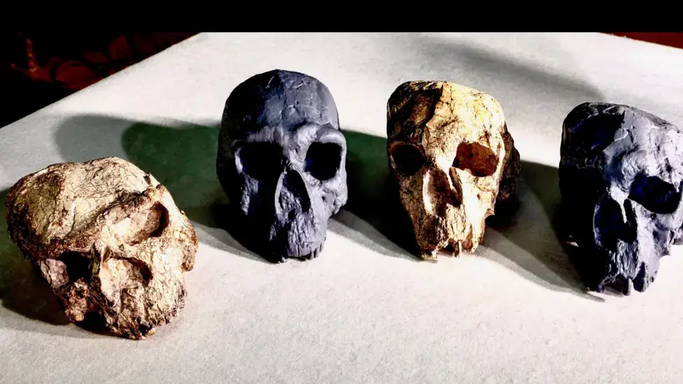 The white skulls are the originals and the grey ones have been digitally corrected (Fudan University)