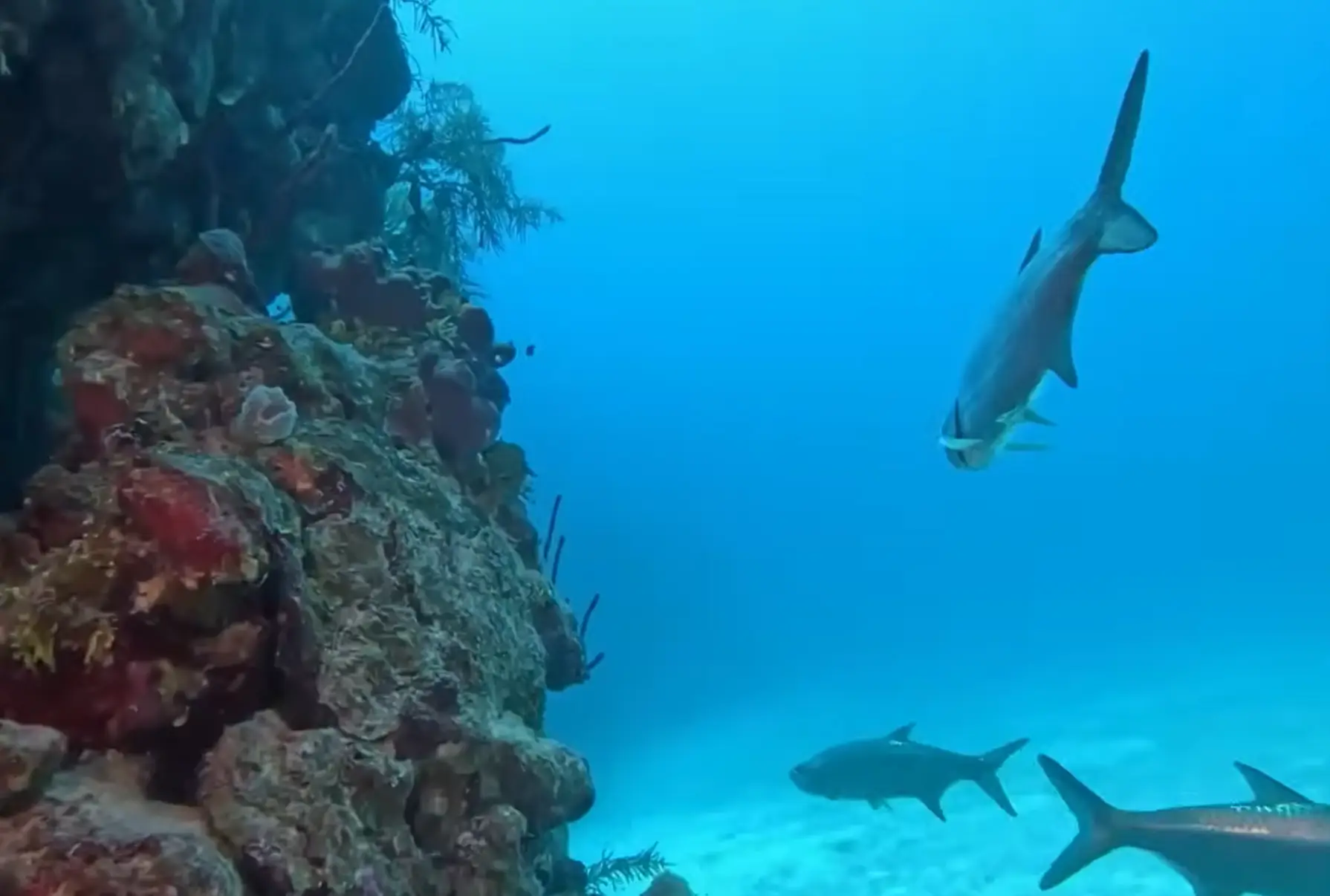 At first divers saw the Great Blue Hole teeming with aquatic life, including some sharks. (YouTube/Beyond Discovery)