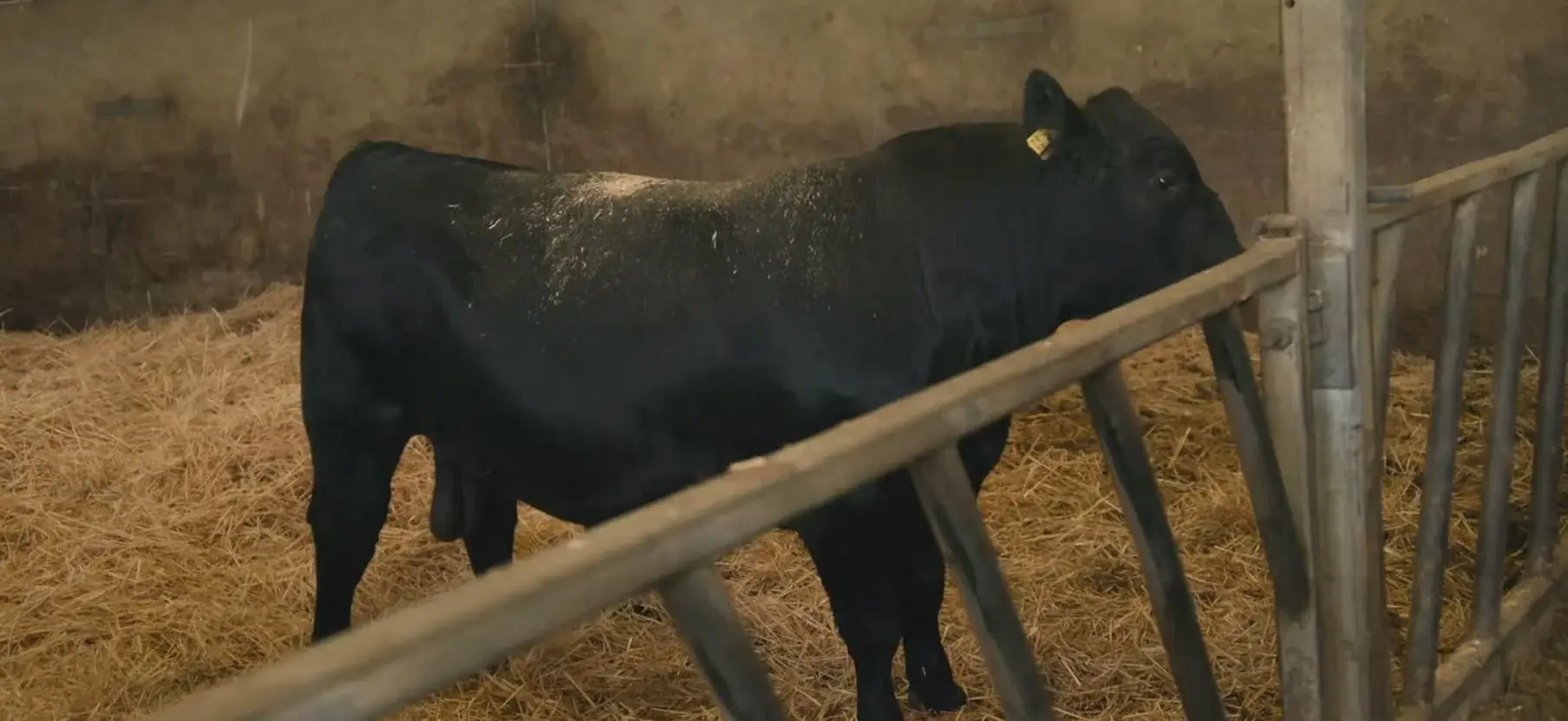 Endgame the breeding bull was a fan favourite of the newest season (Prime Video)