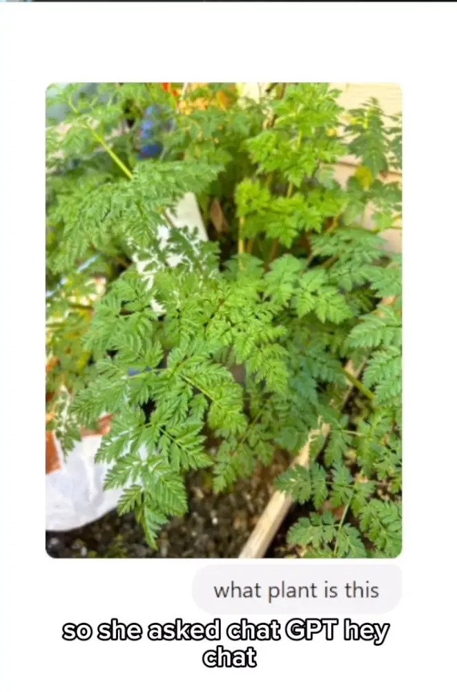 The friend sent photos of the plant to ChatGPT (@rawbeautybykristi/Instagram)