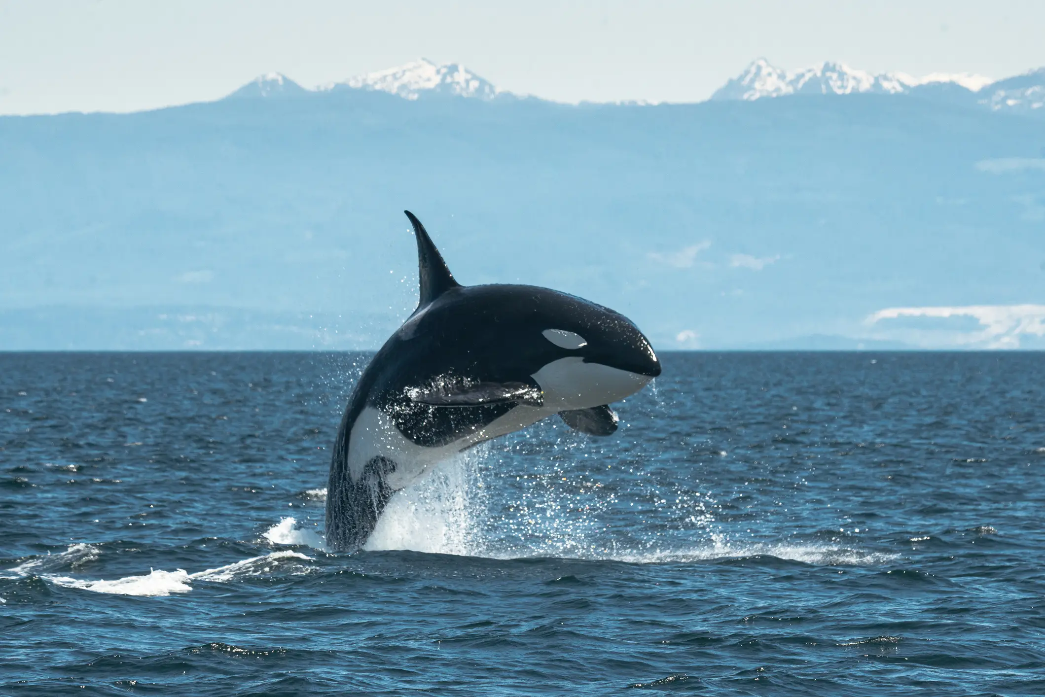 Either in captivity or in the wild, Orcas are pretty terrifying (Getty Stock Images)