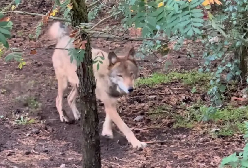 Police said the girl was attacked at 9:30am, before the park's official opening time (Wildpark Johannismühle/Instagram)