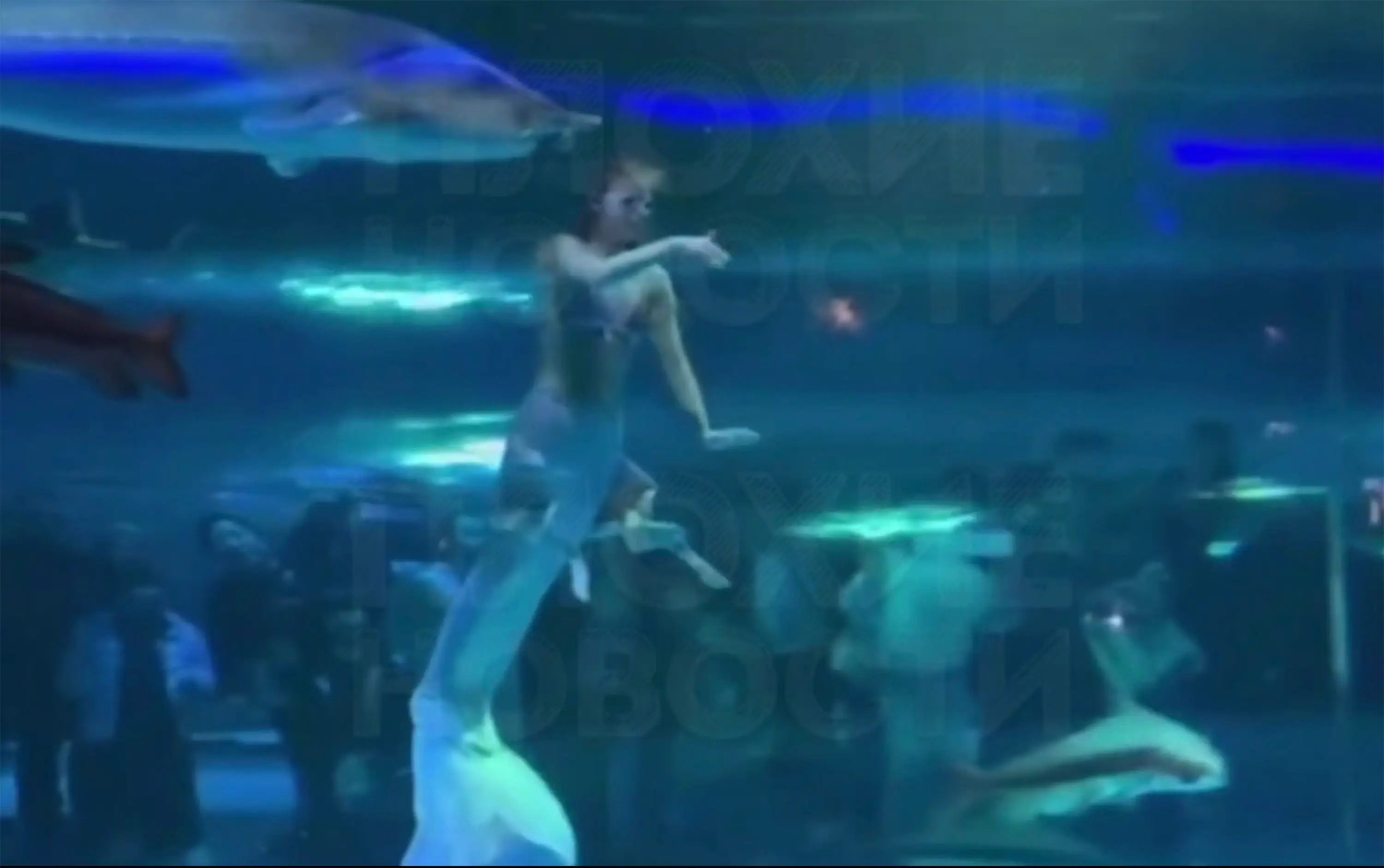 The giant fish was filmed attacking a Russian mermaid animator mid performance (East2West News)