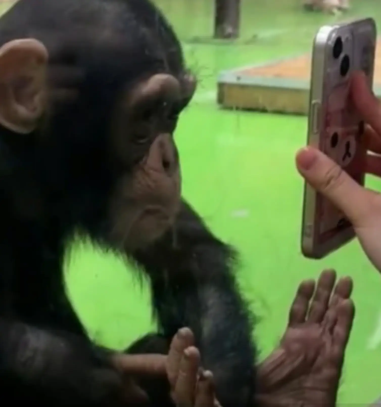 Ding Ding was apparently developing a liking for social media videos (Douyin)