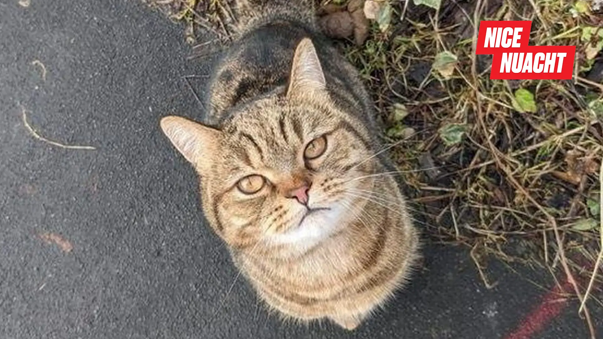 Nice Nuacht Original Graphic