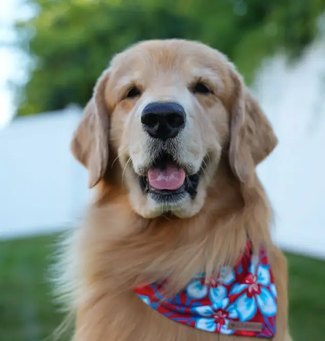 Tucker was a handsome chap (Instagram/tuckerbudzyn)