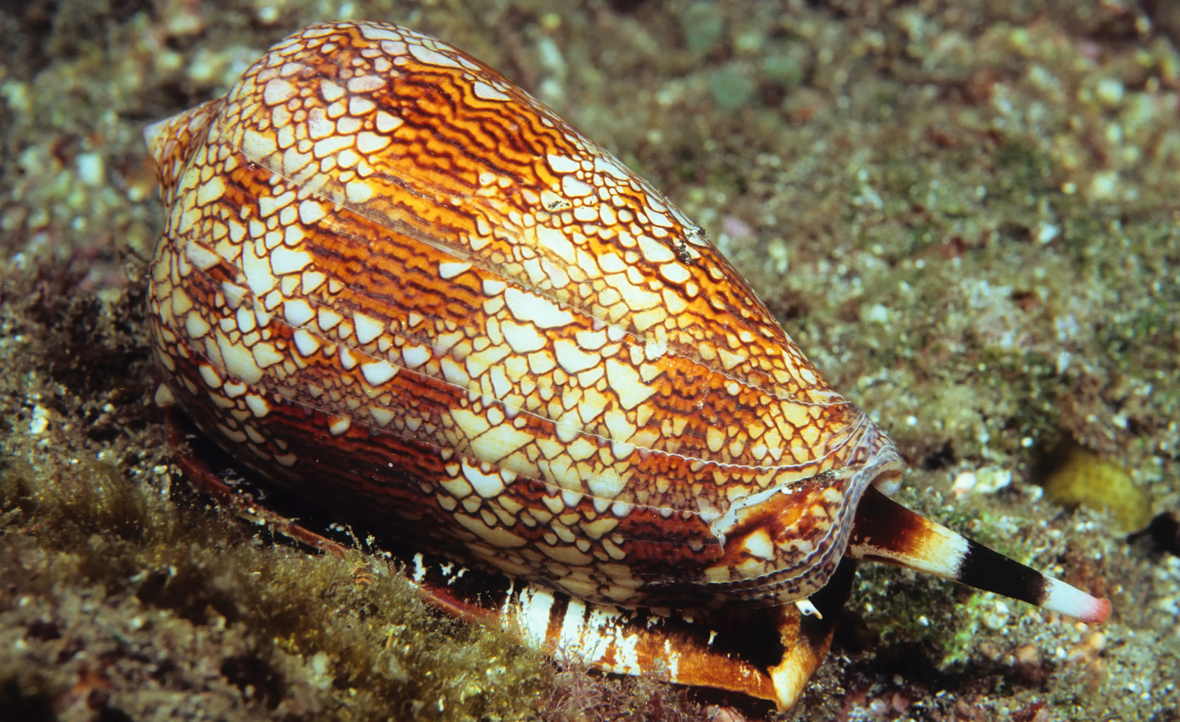 Textile cone snails might look pretty, but they're very dangerous (Getty Stock Photo)
