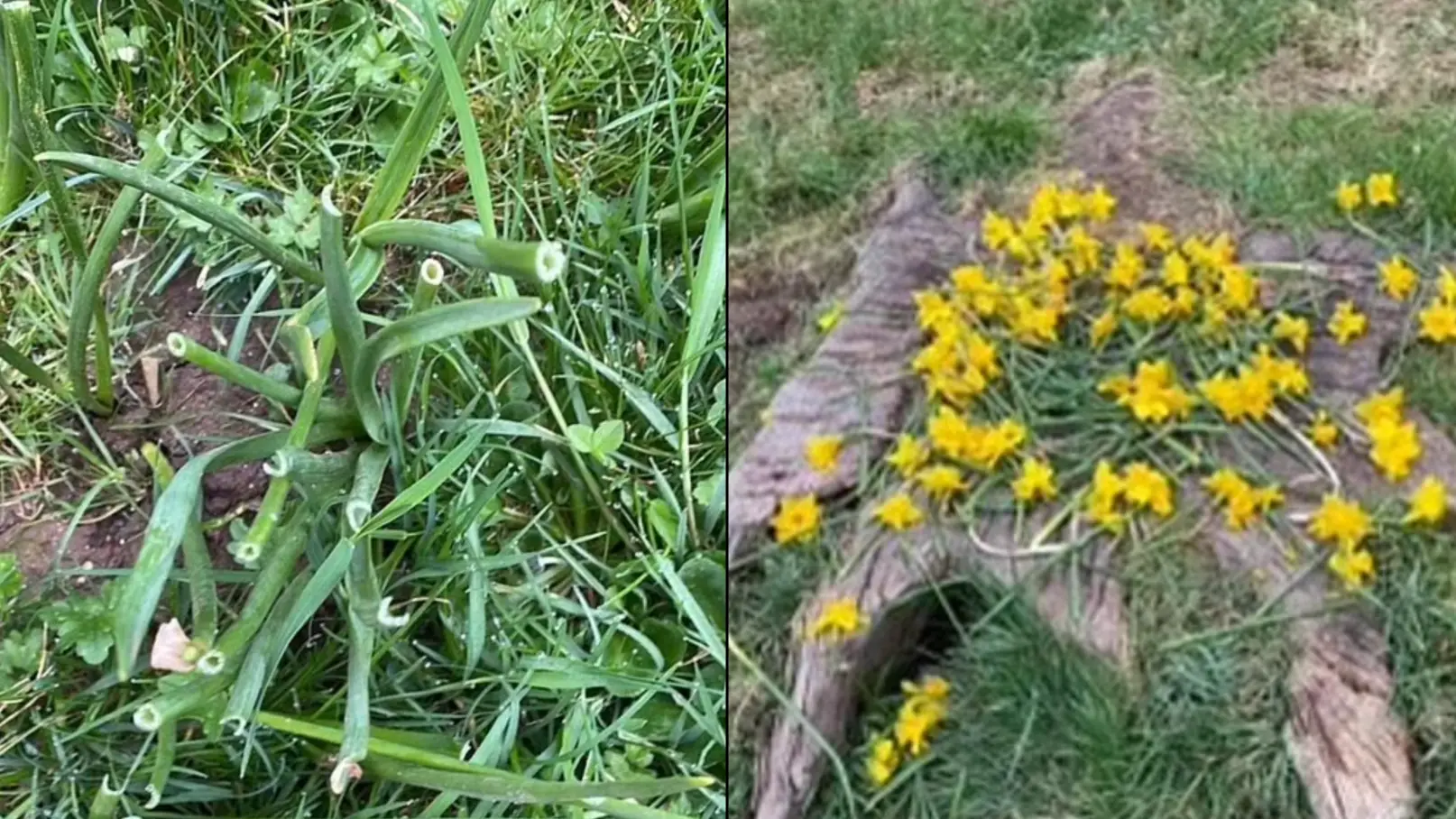 Council's 'Bonkers' Decision To Remove Park Daffodils In Case People Eat Them