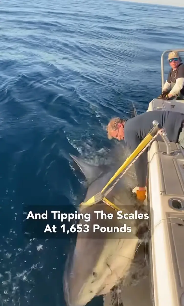 Contender is a whopper. (OCEARCH)