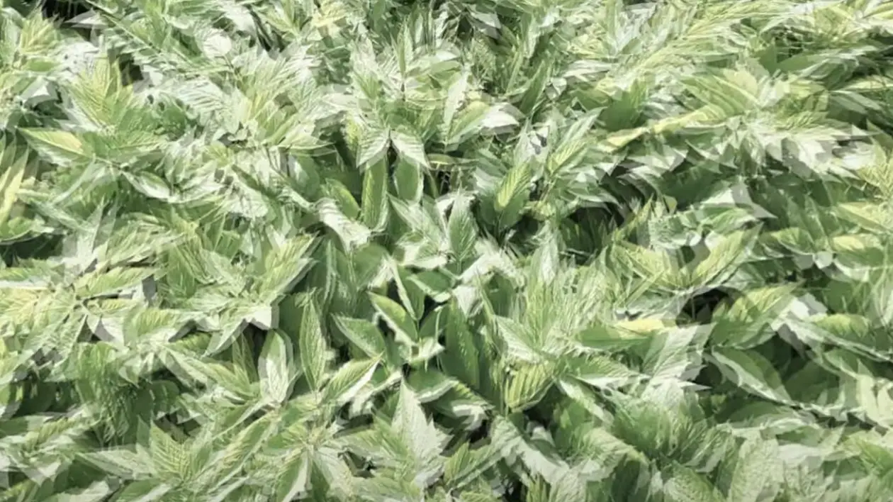 Youtube/Symmetric Vision