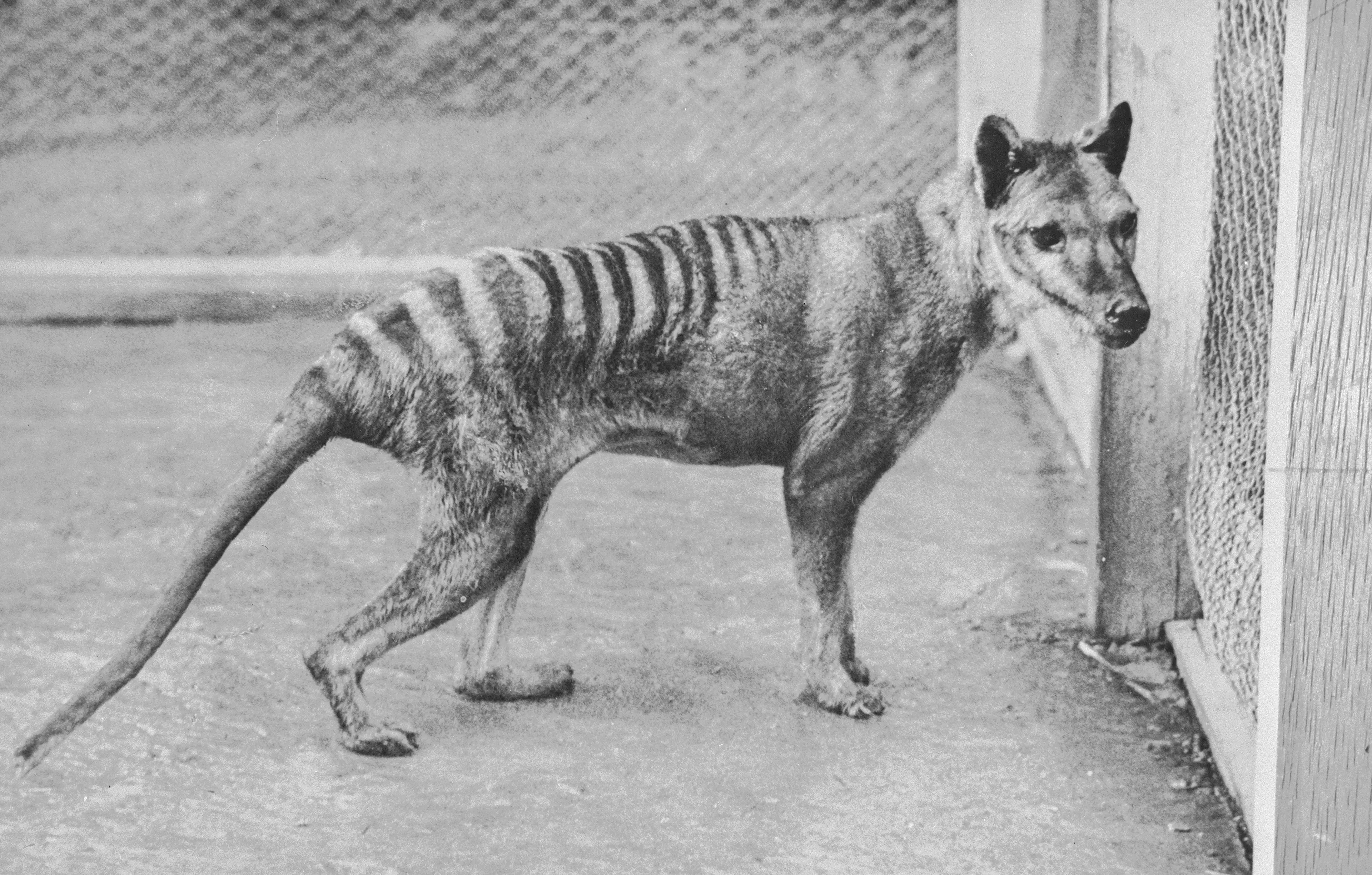Thylacine at Beaumaris Zoo in 1936.