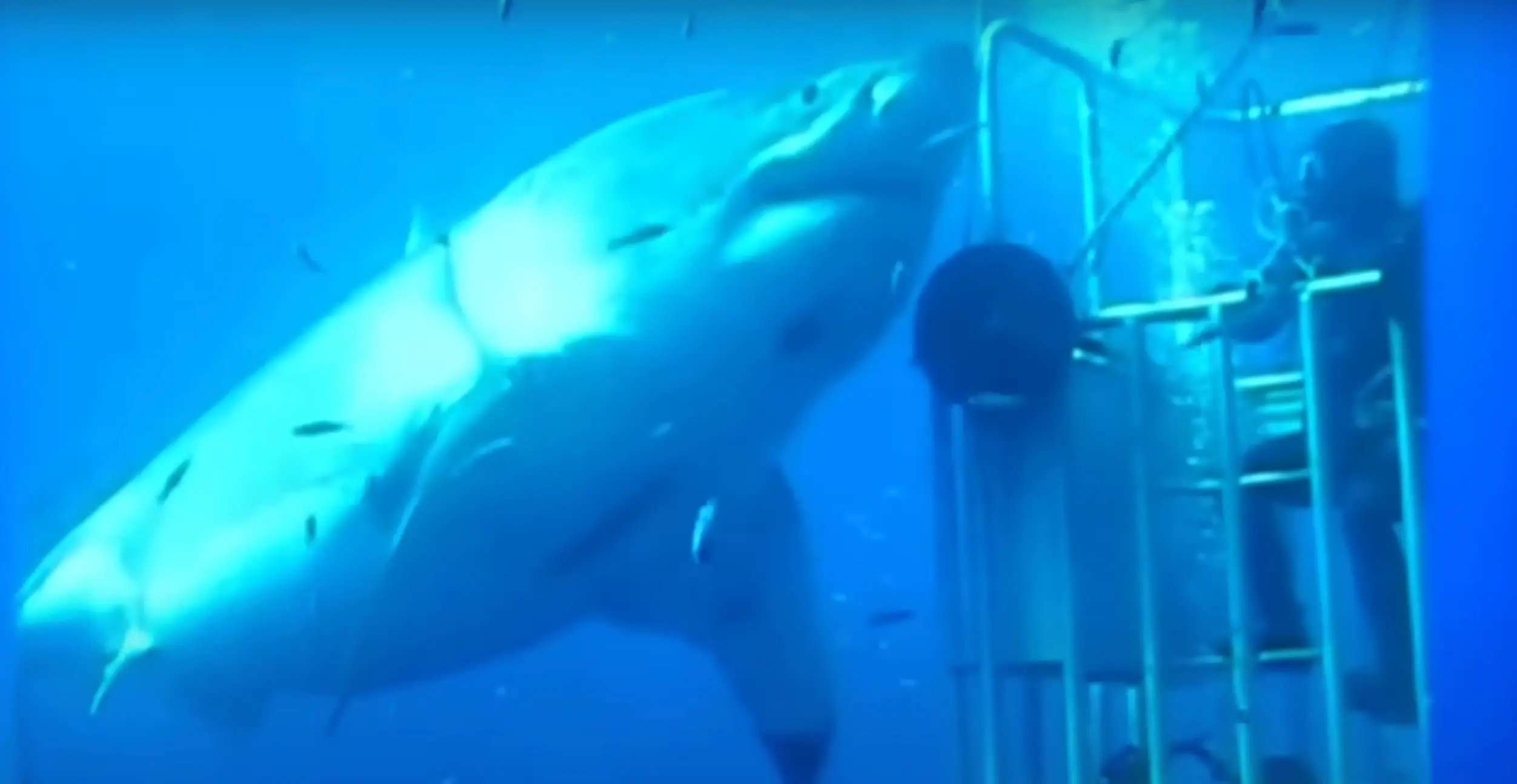 The shark is massive (Facebook/Mauricio Hoyos Padilla)