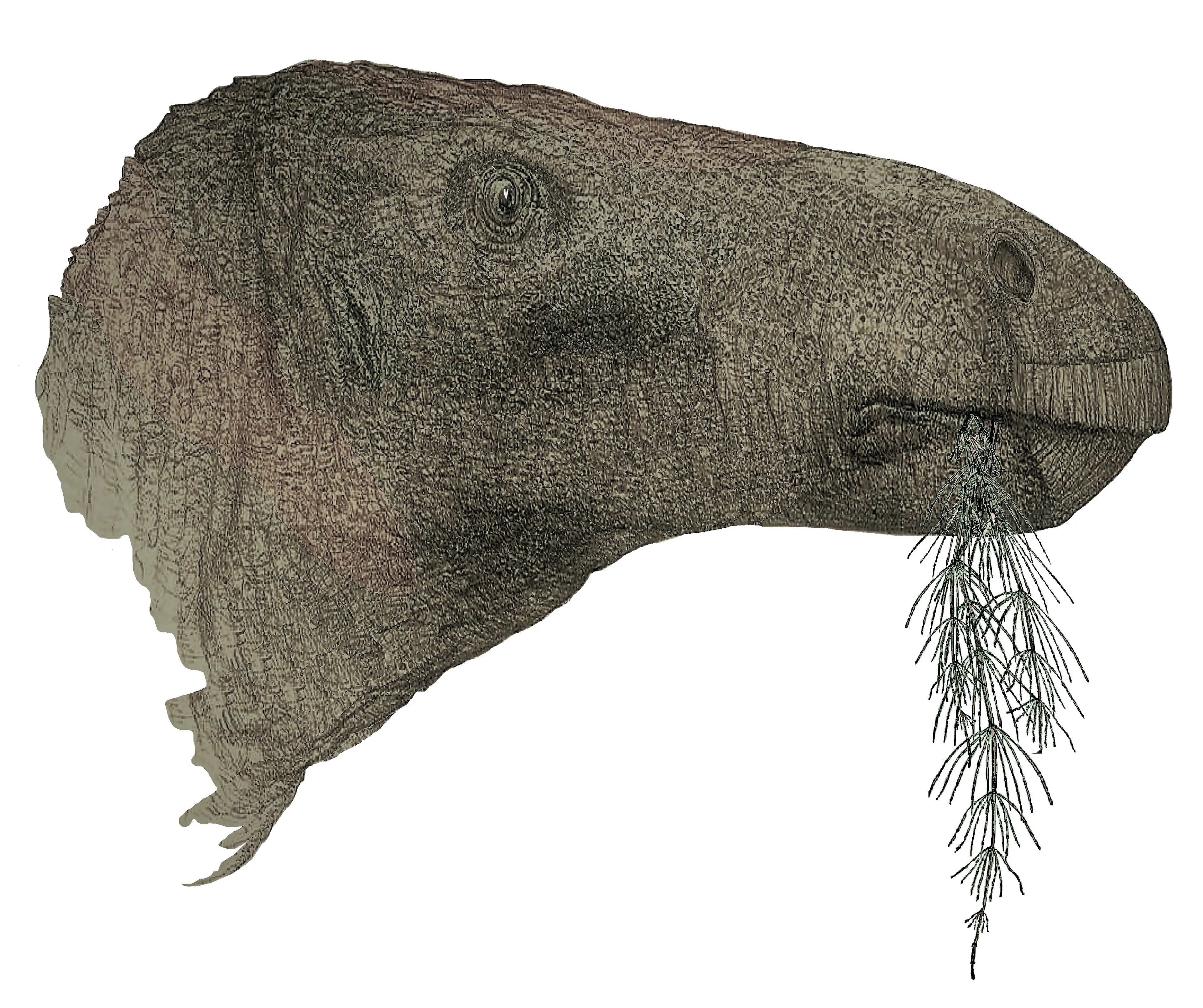 A new species of dinosaur has been discovered on the Isle of Wight (John Sibbick/University of Portsmouth/PA Wire)