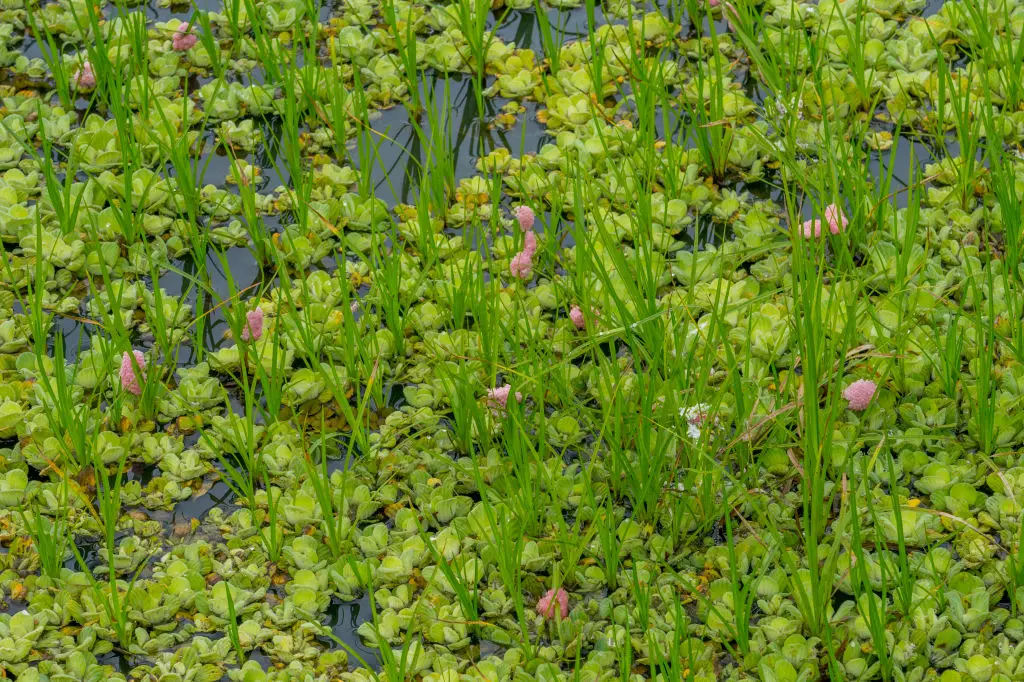 You can kill the eggs (Wolfgang Kaehler/LightRocket via Getty Images)
