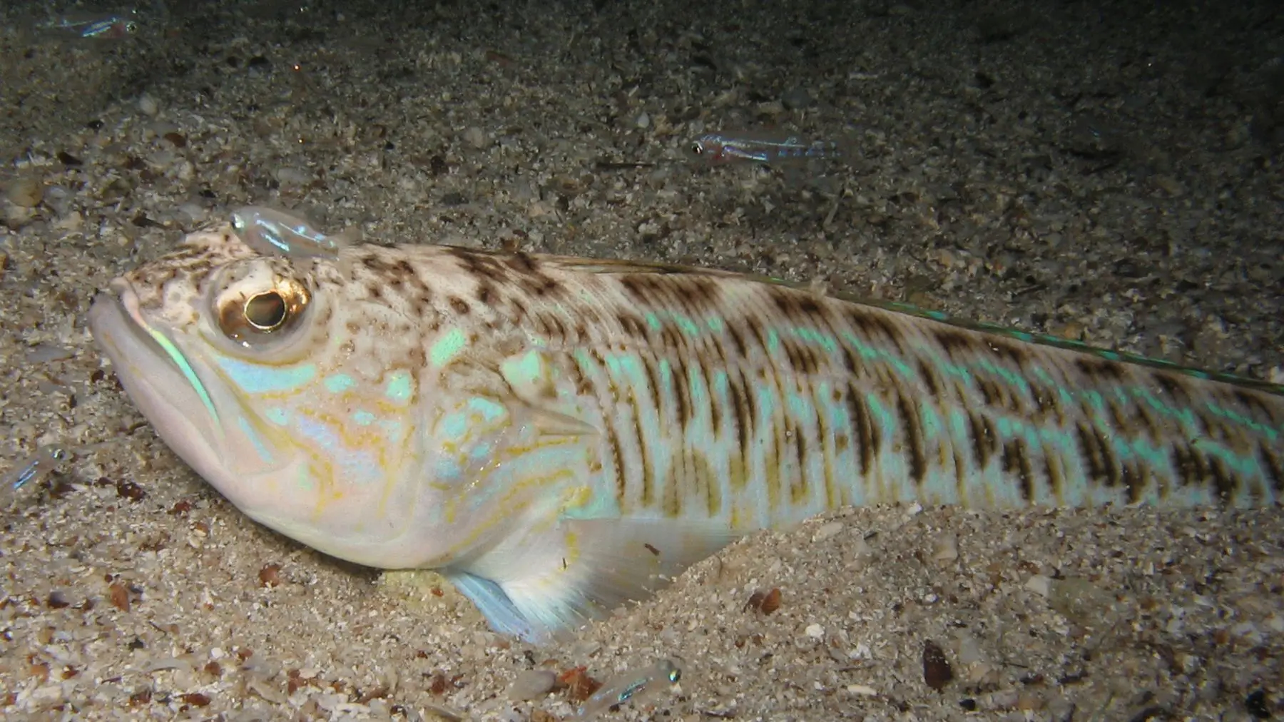 Weever fish bury themselves in sand so you won't always see them (_jure/Getty Images)