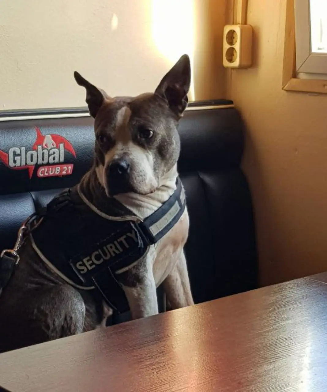 Buma had been begging for Steve's pizza.