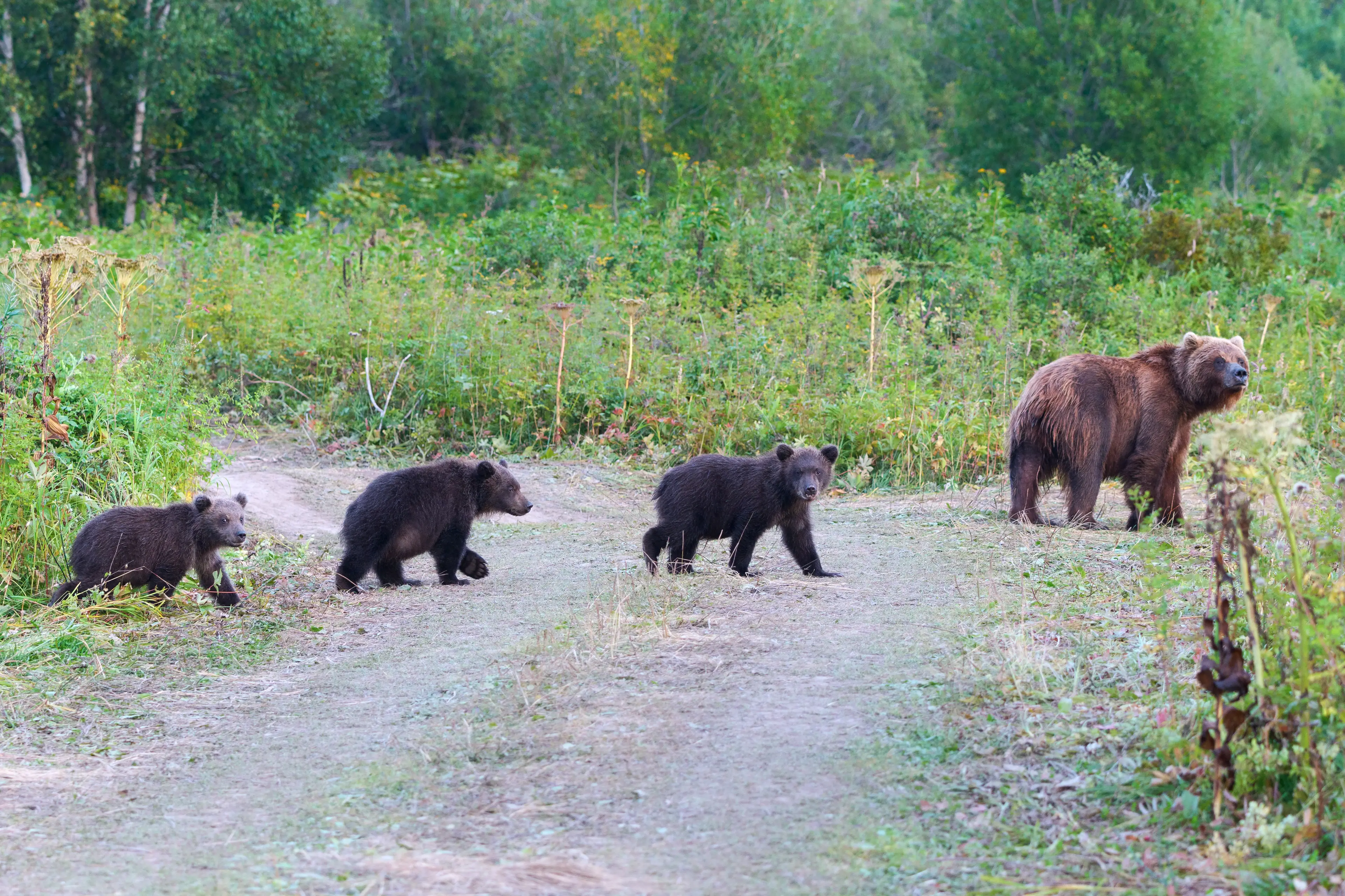 The bear may have been protecting her cubs. (Getty Stock)