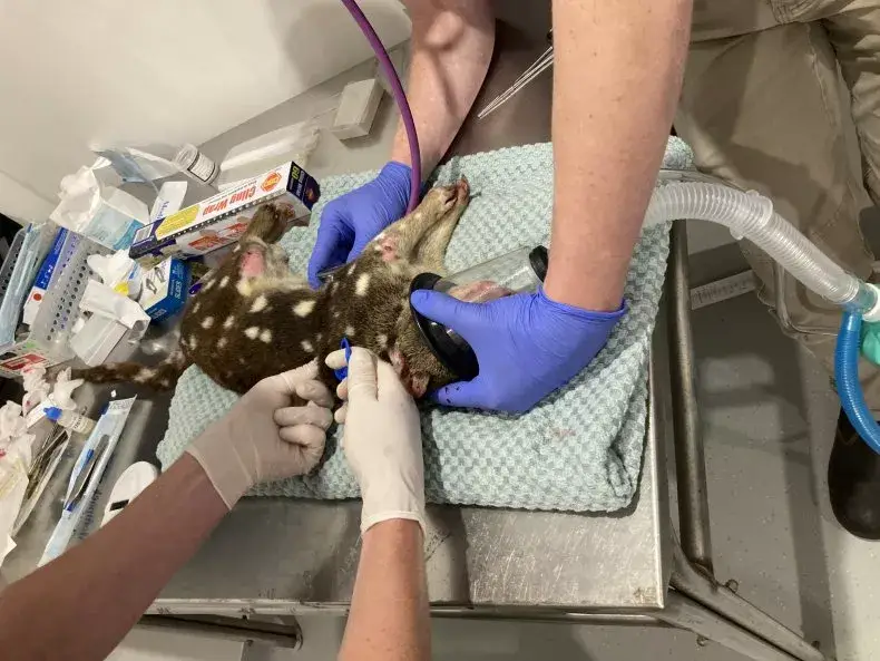 The spotted-tailed quoll is 'considered extinct' in South Australia.