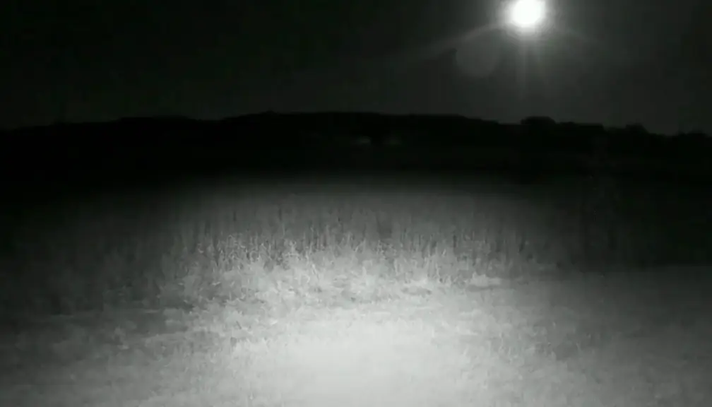 Everything appears normal during first inspection. (YouTube/ Pulp Video)