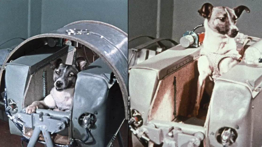Heartbreaking mystery of first ever space dog who would tragically 'never come back' to Earth