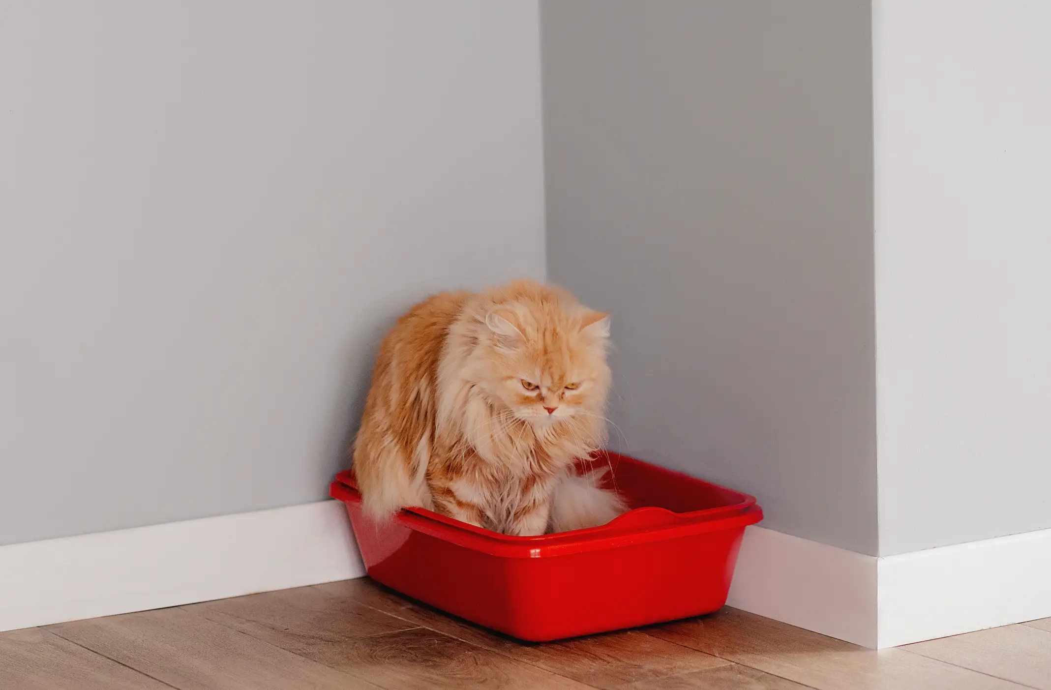 Experts have warned against flushing pet poo down the toilet (Getty Stock Images)