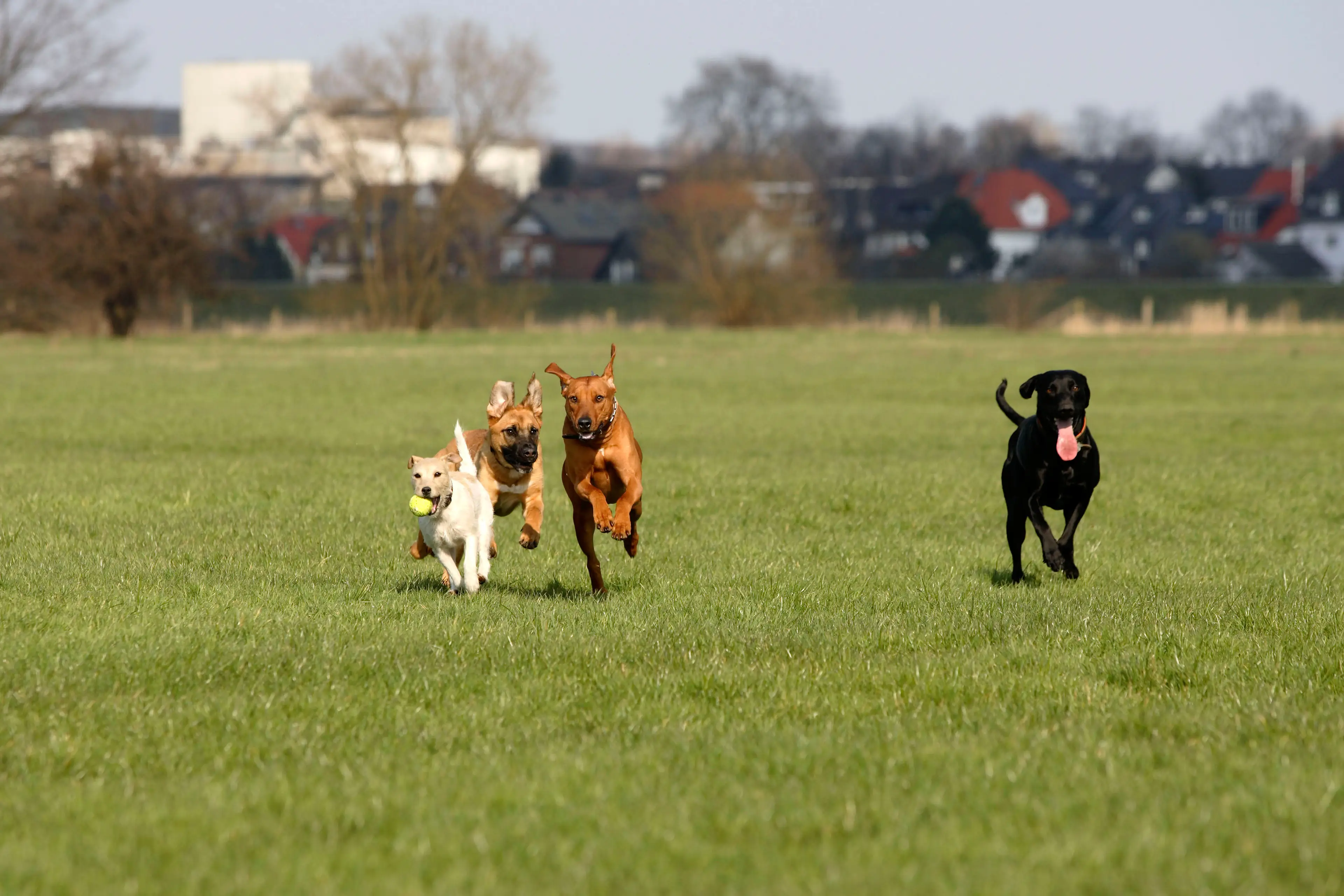 The collars have been branded ‘cruel and unnecessary’.