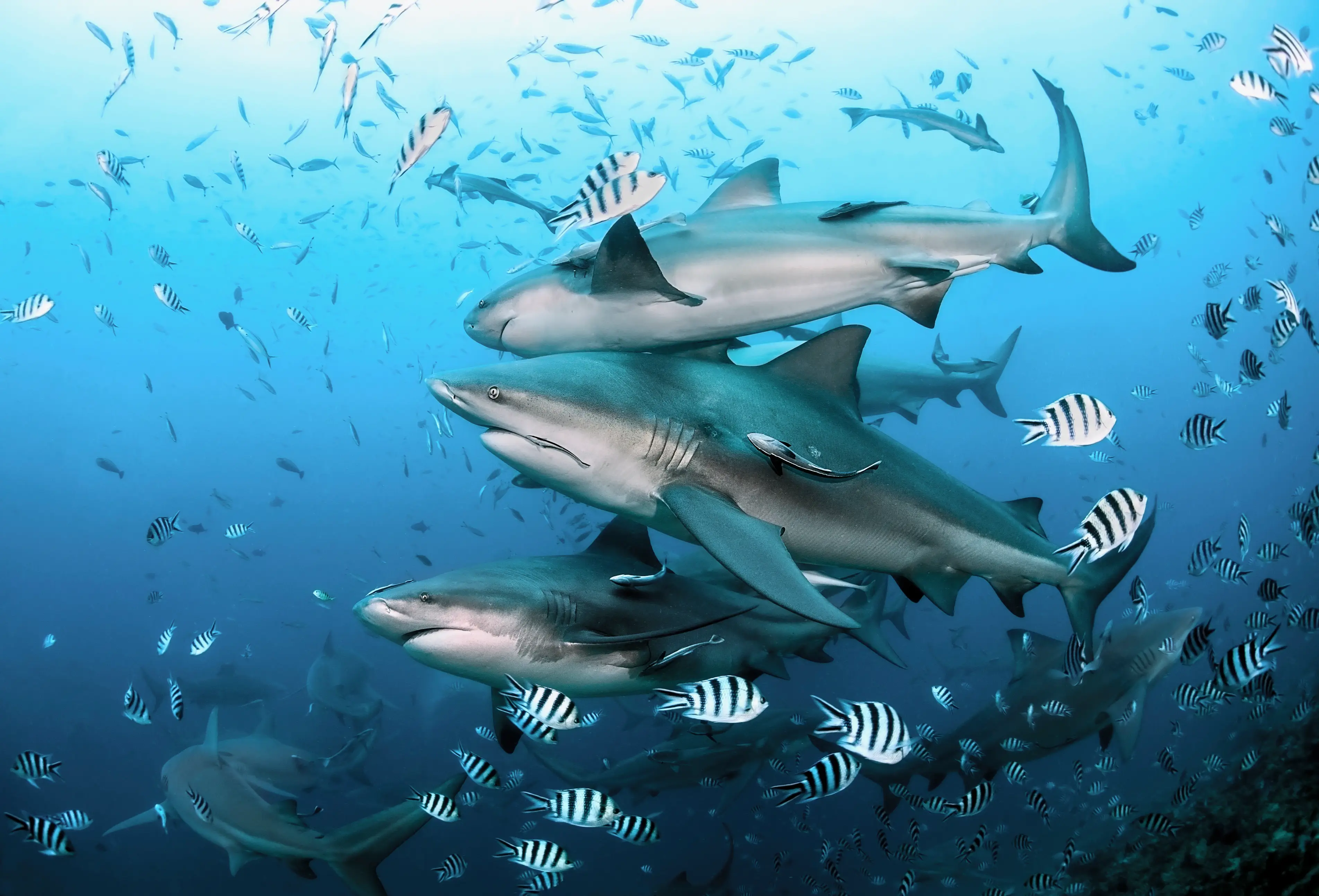 Details of the attack are not yet known as fishers reported bull sharks in the area. (Getty Stock Image)