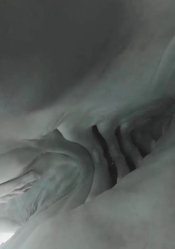 People were left stunned after getting an inside look at the predator's mouth (Instagram/@zimydakid)