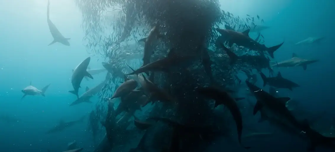 It promises to be 'very different' to his other projects (Altitude Films)