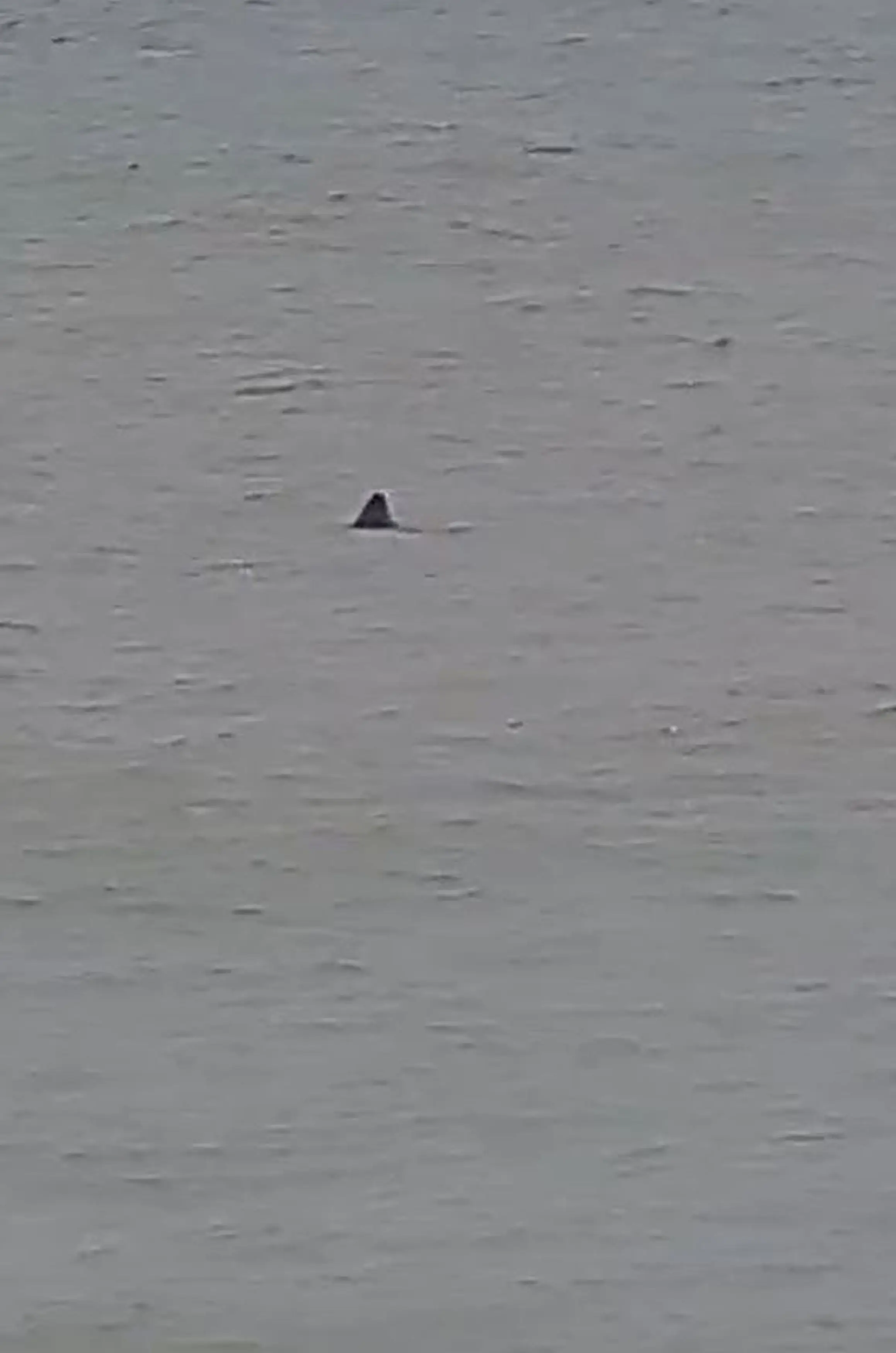 The family spotted what they reckon is the fin of a Great White shark. (Kennedy News and Media)