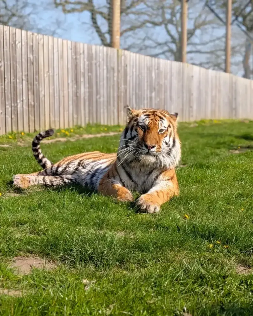 Altai (Instagram/@yorkshirewildlifepark)