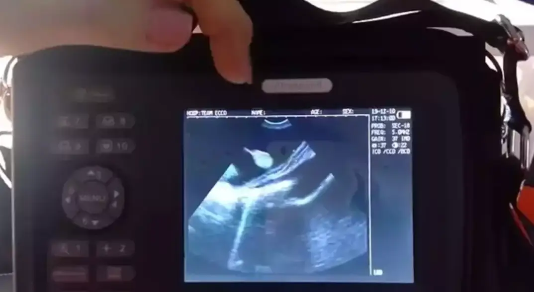 The Virgin Mary of the tank. (Team ECCO)