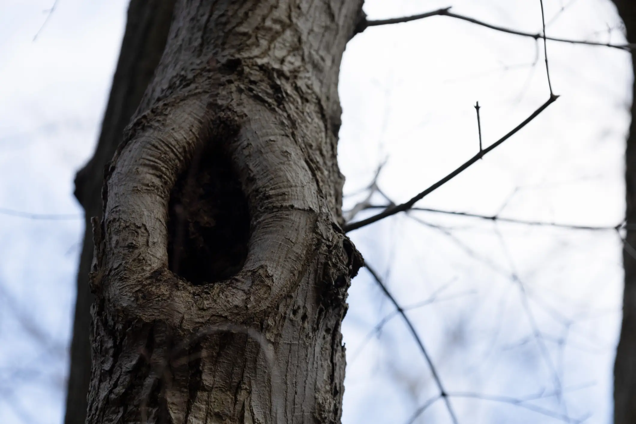 The creature was spotted in a tree hollow (Getty Stock Photo)