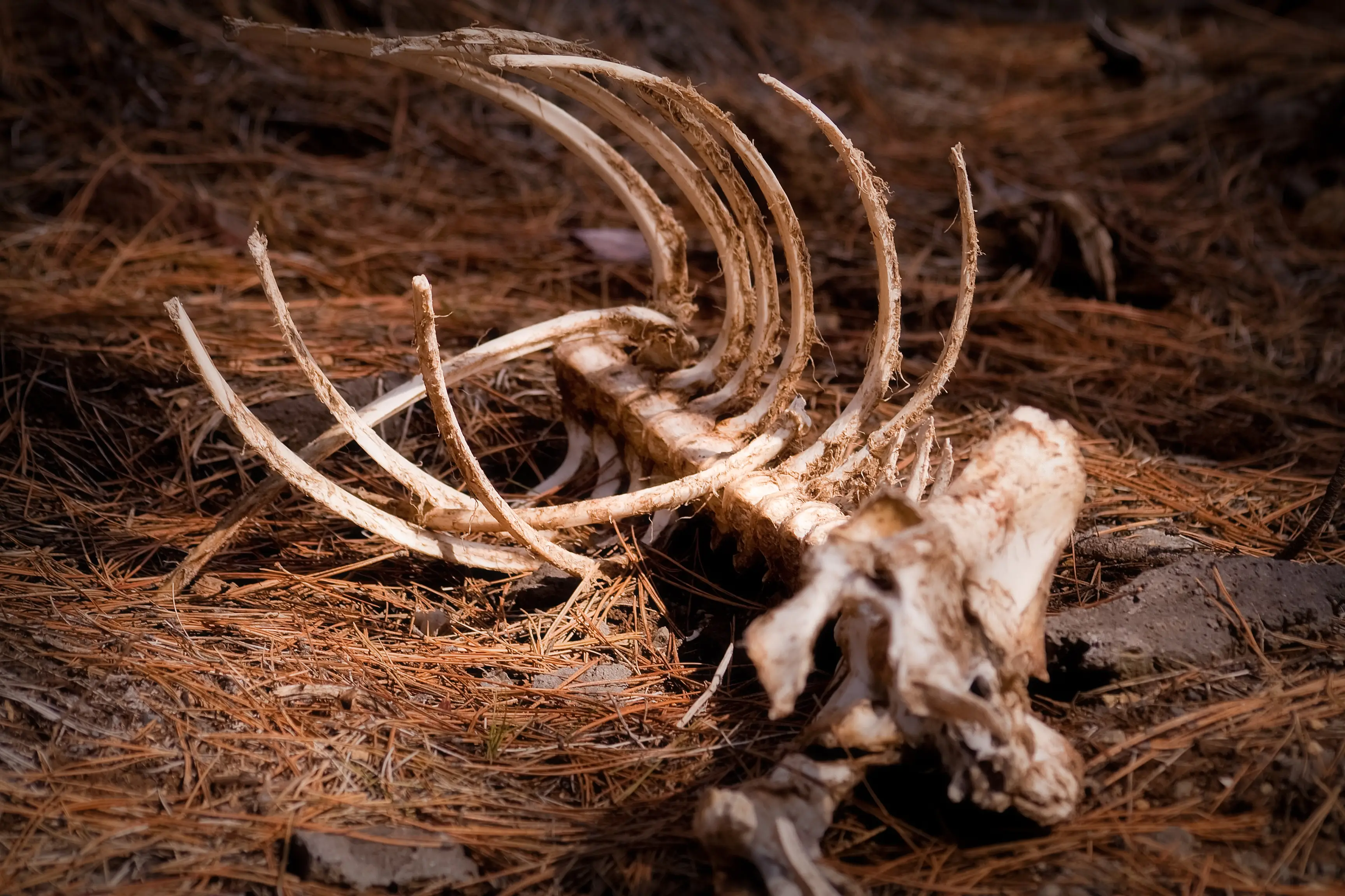 Deer fossils and bones were also a significant find (Getty Stock)
